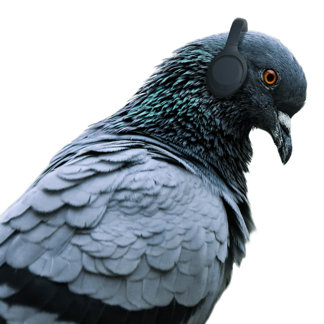 Animated head of a pigeon