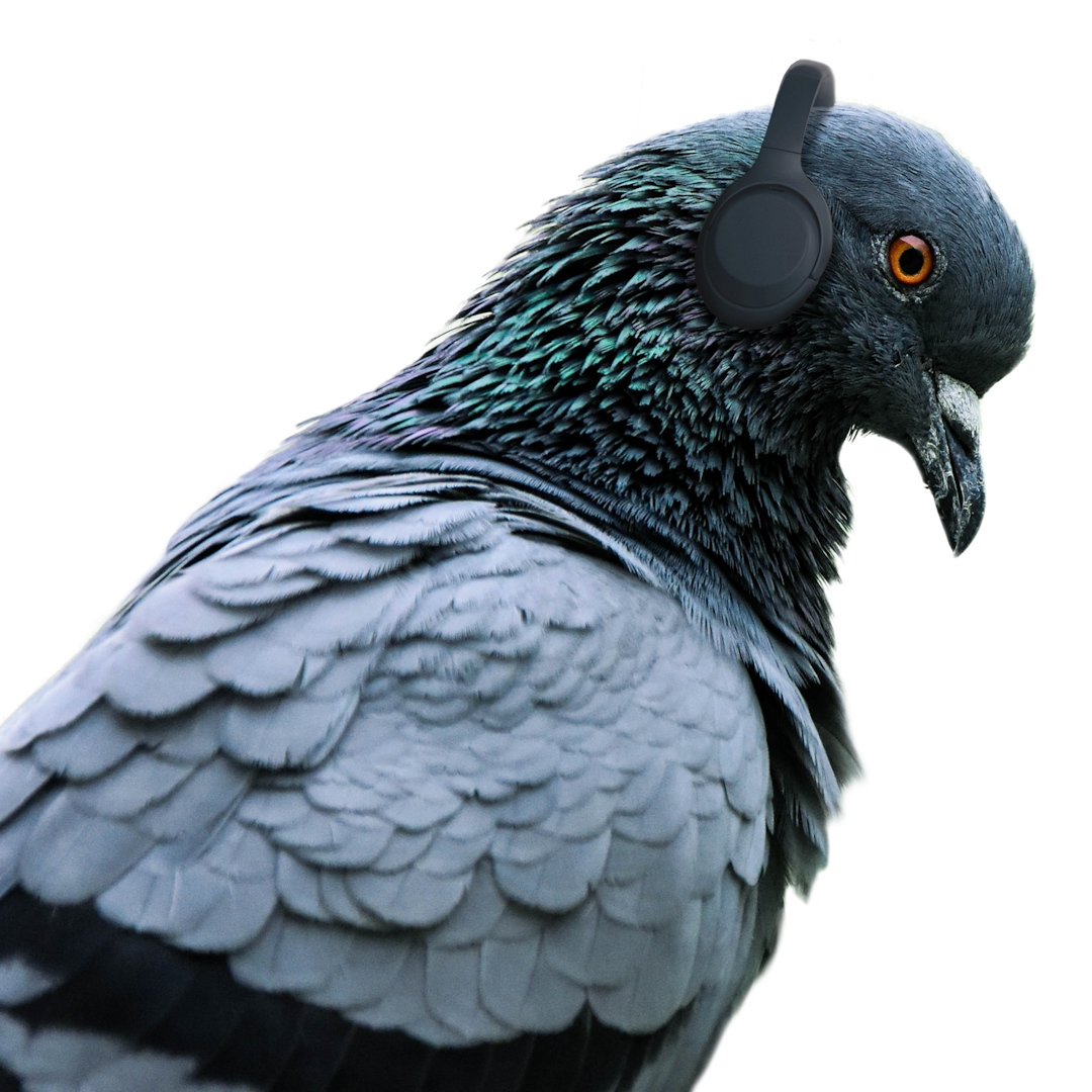 Animated head of a pigeon